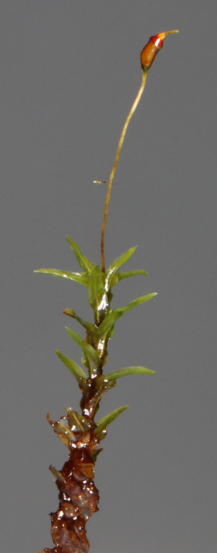Dichodontium pellucidum